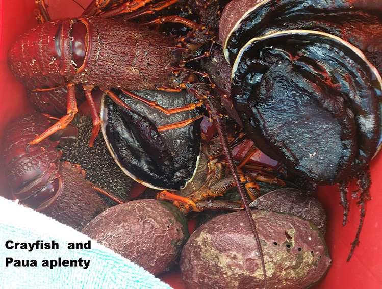 1596 Cape Palliser Road Cape Palliser_18