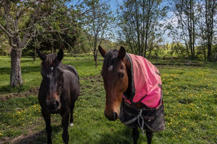 2338 State Highway 2 Opotiki_8