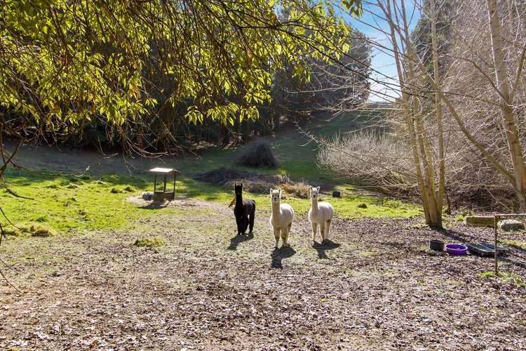 63 Jellicoe Street Ruawai_25