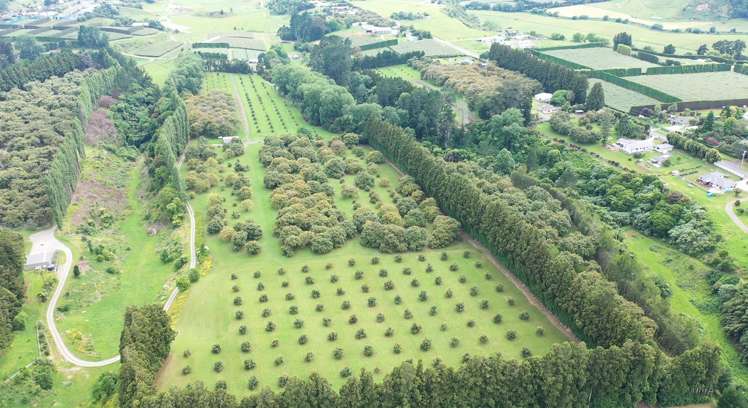 168 No 1 Road Te Puke_3