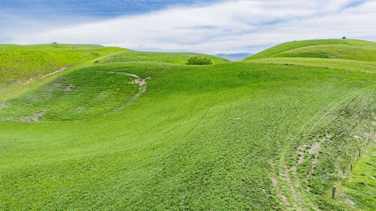 Corner Te Aute Trust Road and Aupaki Road Poukawa_5