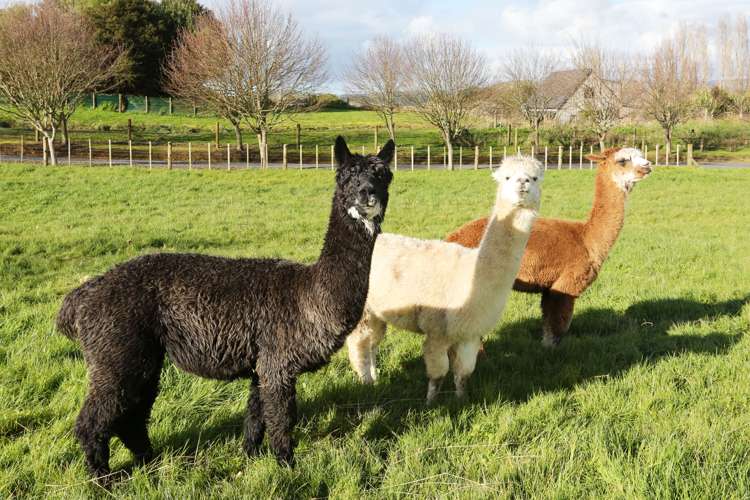 2083b Miranda Road Mangatangi_14