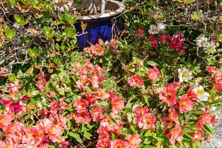 31/169 Wellington Street Pukekohe_17