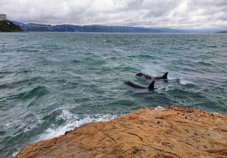 2/148 Evans Bay Parade Roseneath_22