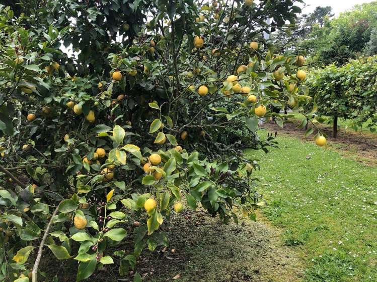 86 Taha Road Waimauku_18