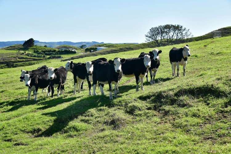 3356 Kaipara Coast Highway Glorit_37