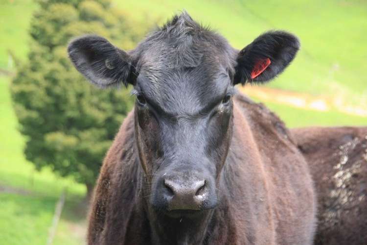 546 Maratoto Road Hikutaia_11