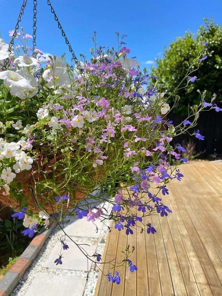 43 Clover Drive Henderson_19