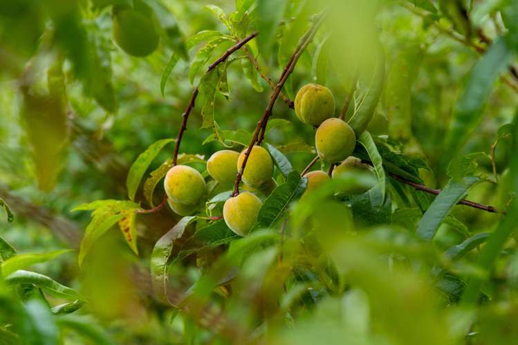 16 Moana Place Morrinsville_20