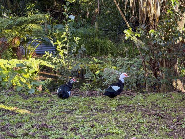 380 Bridgman Road Te Awamutu_12