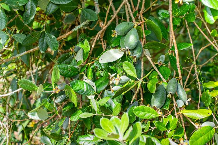 15-17 Campbell Terrace Dargaville_20