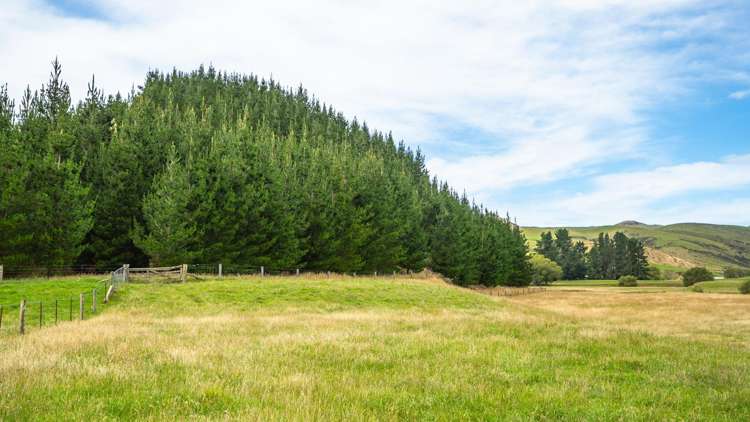 2 Cotswold Road Omihi_37