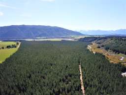 South Island forest holdings for sale after Invercargill city subsidiary cuts into its assets