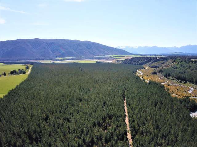 South Island forest holdings for sale after Invercargill city subsidiary cuts into its assets