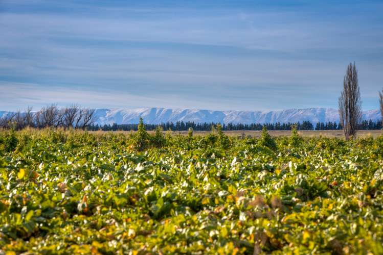 45 Mawhinney Road Omakau_14