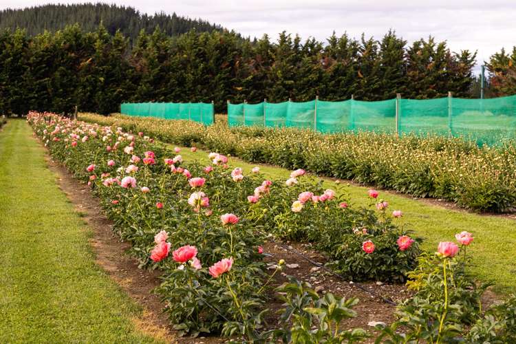 632 Waihopai Valley Road_3