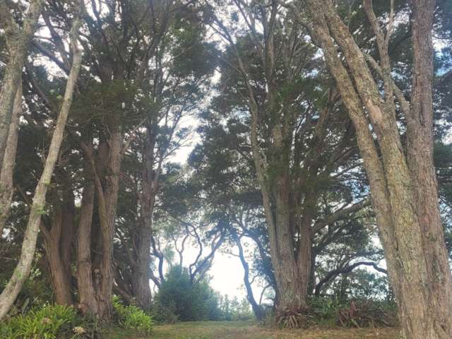 1 Buckleys Track Paremoremo_2