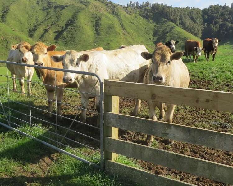 168 Pao Road Aria_18