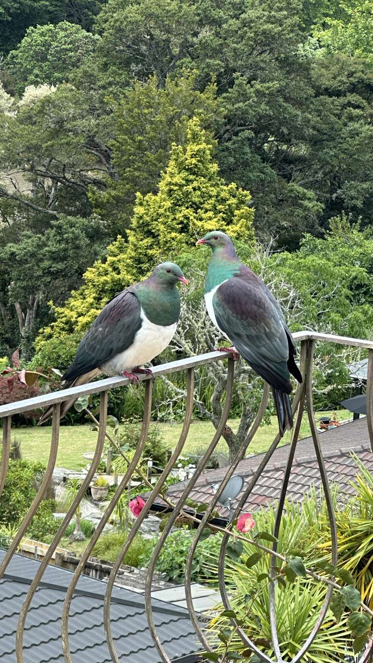 19 Rivendell Place Warkworth_12