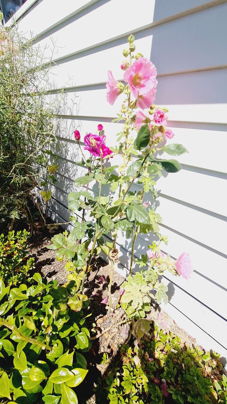 5 Drury Street West Colac Bay_18