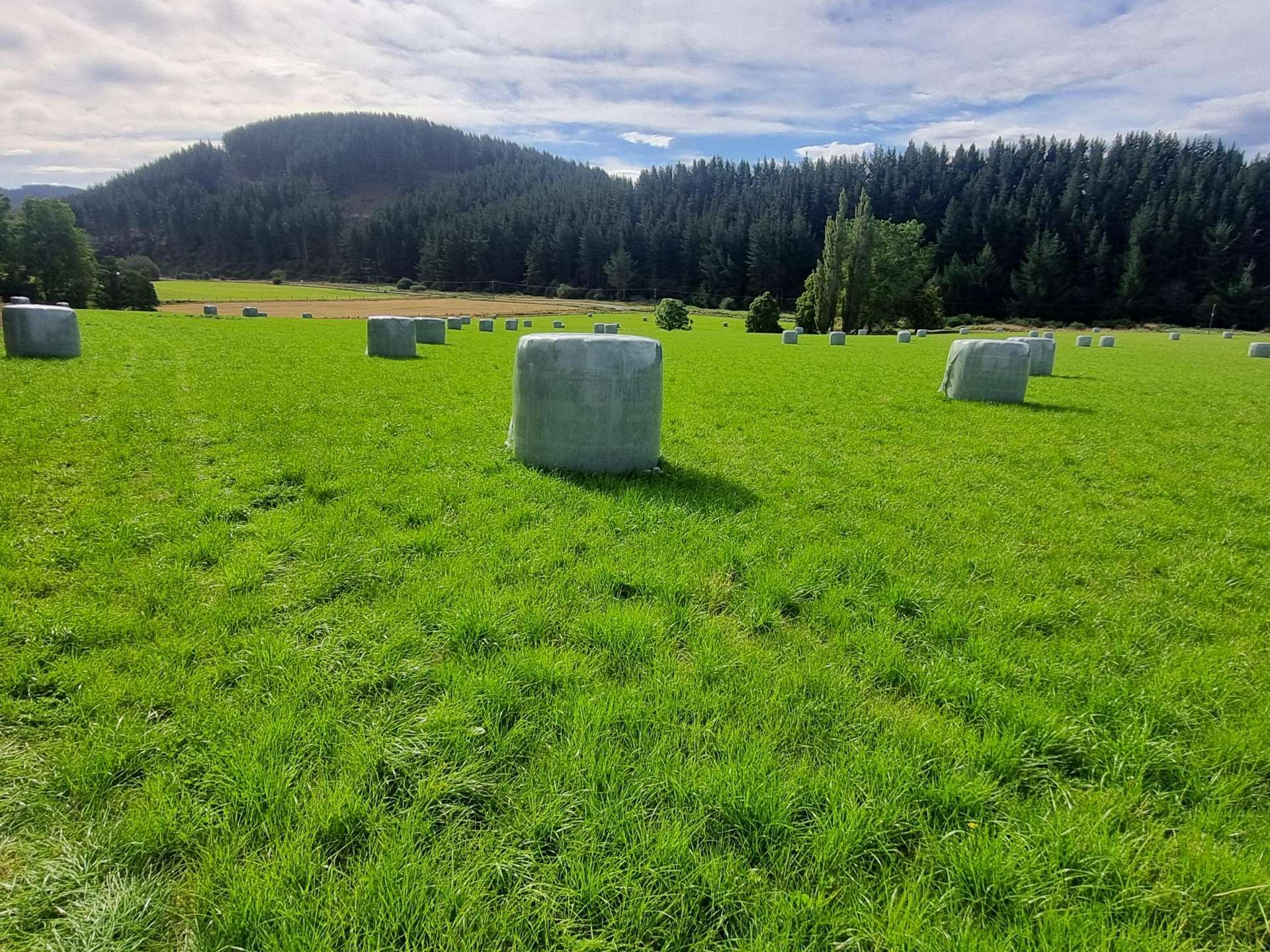 Falla Burn Road, Manuka Gorge Milton_0