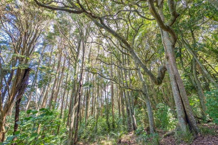 75 Taylor Road Waimauku_21