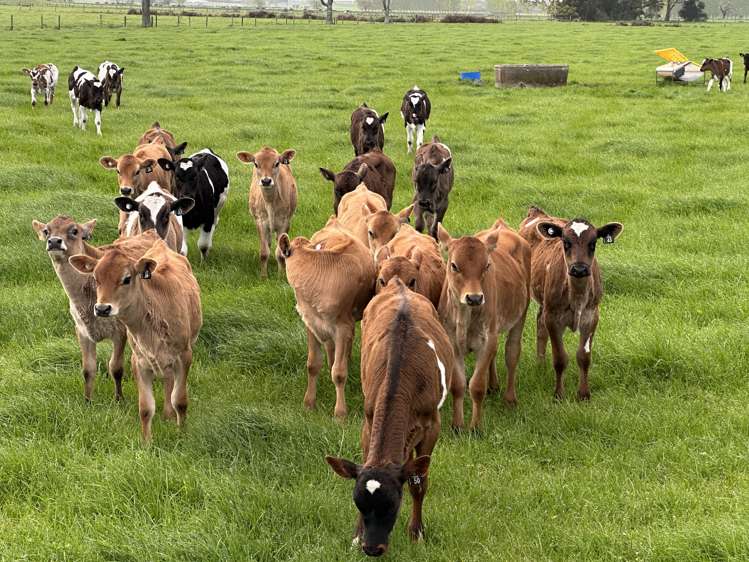 520 Lake Road Horsham Downs_8