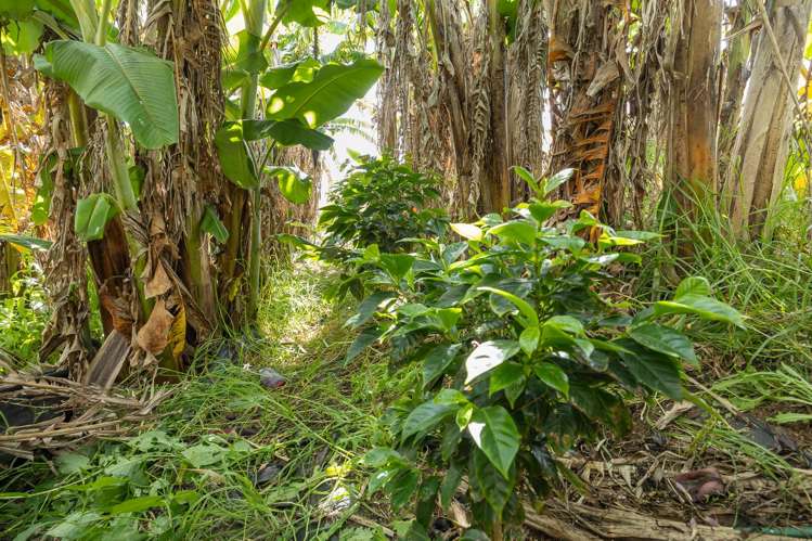 410 Mahuta Road Mahuta_29