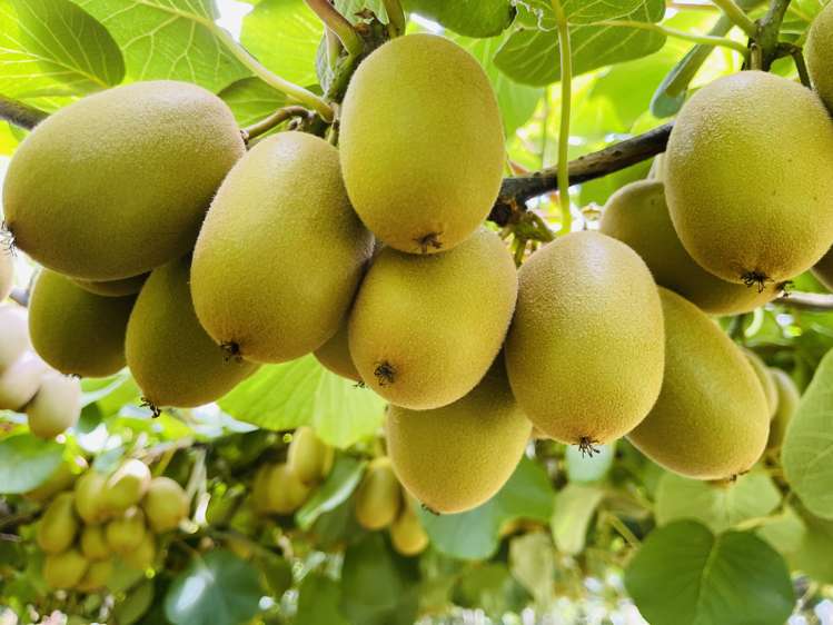 378 Manoeka Road Te Puke_17