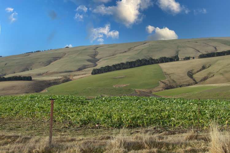 901 Wilden Runs Road West Otago Surrounds_23