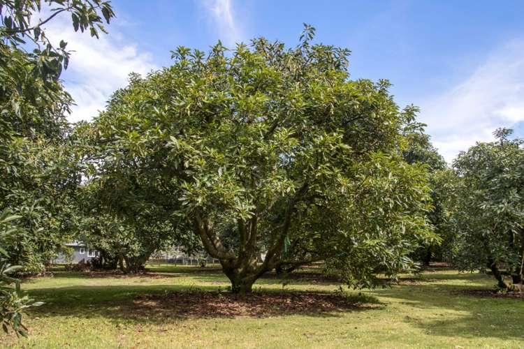 43 Thompsons Track Aongatete_21