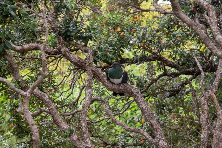 21 Ardern Avenue Stanmore Bay_23