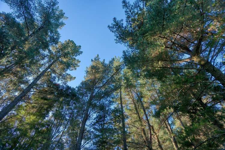 89 Russell Road Kaniere_22