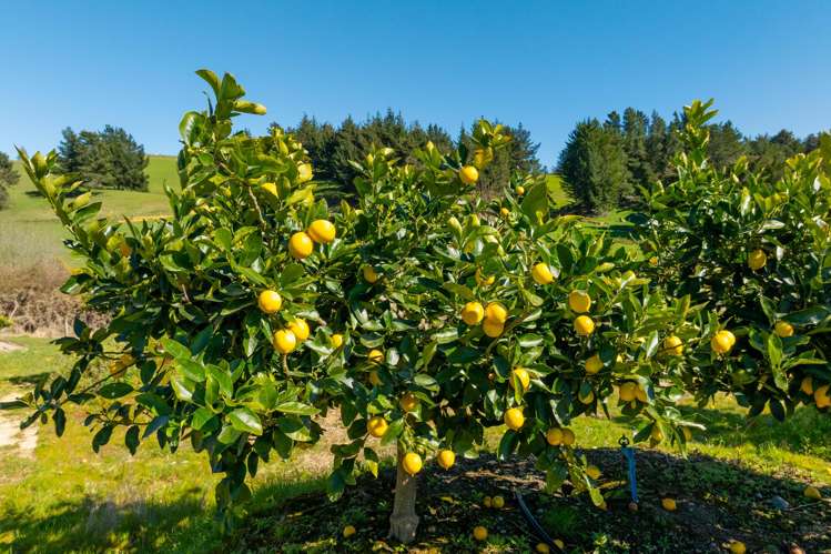 240 George Harvey Road Upper Moutere_40