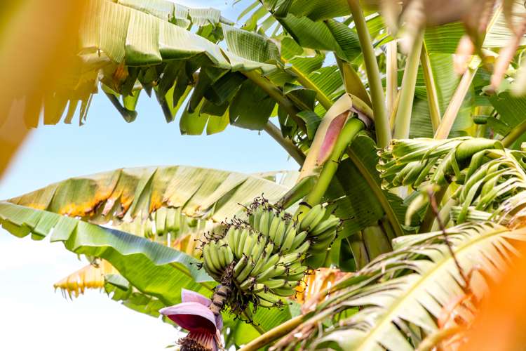 27 Waimanu Place Point Wells_17