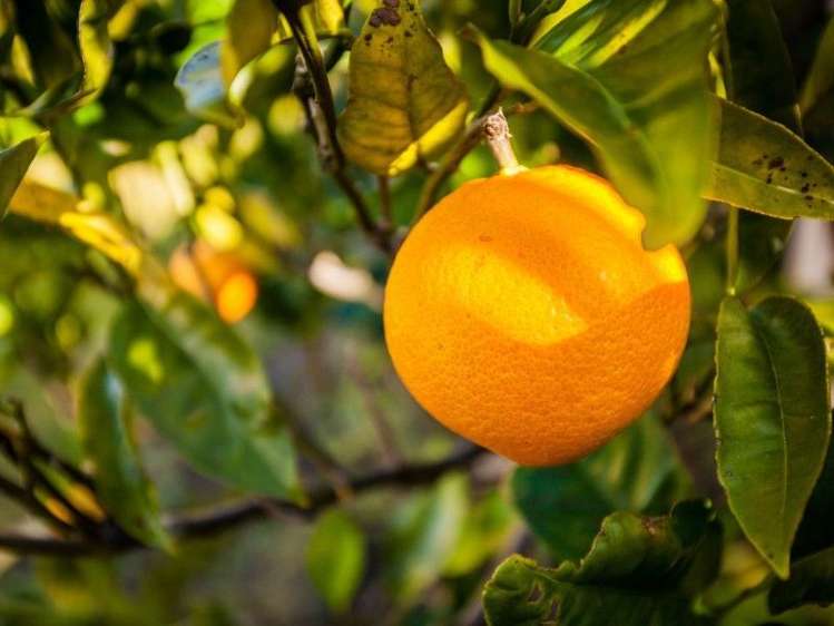 25 Montrose Place Highlands Park_33