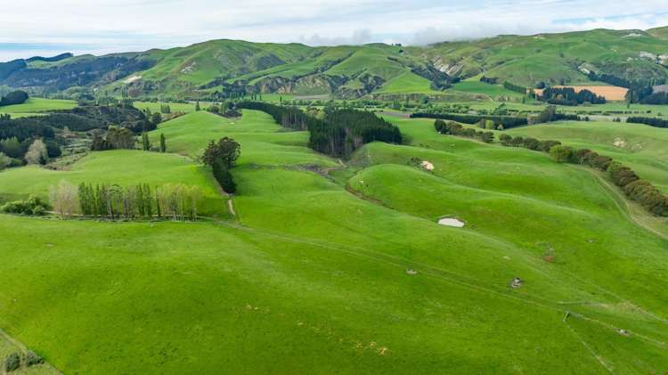 1241 Blythe Road Domett_25