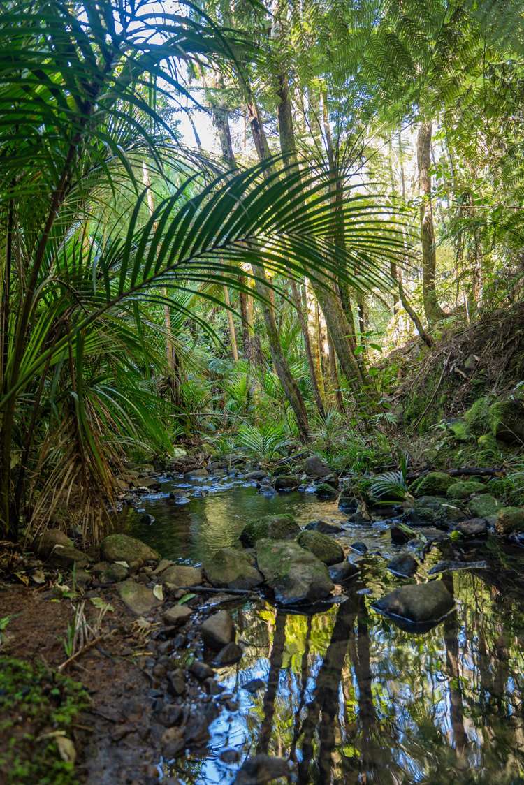 16 Tarapatiki Drive Whitianga_39