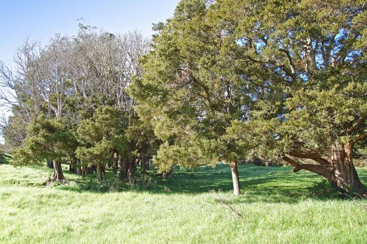 36 Tawa Avenue Kaiwaka_6