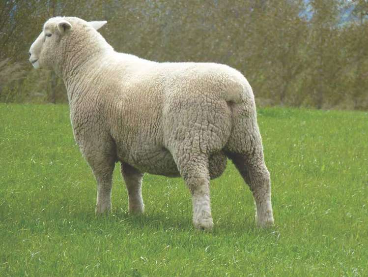 348 Koi Road Waikoikoi_23