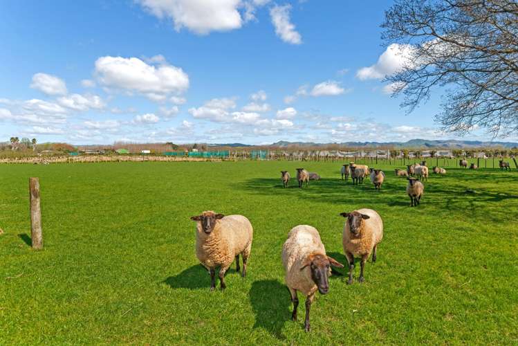 68 Willows Road Matawhero_20