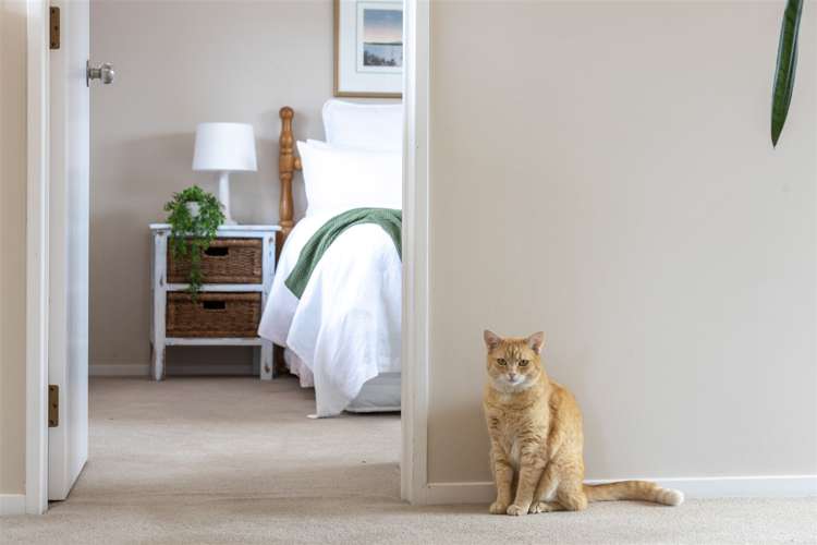 484 Beach Road Murrays Bay_31