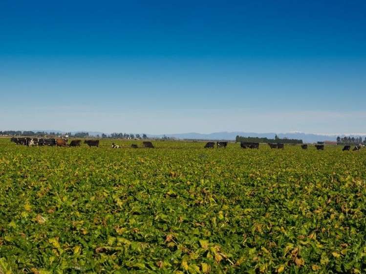 671 Hinds Lismore Road Lismore_10