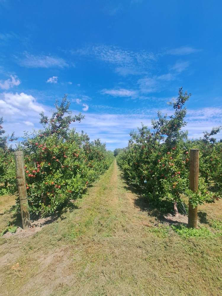 Rockit Orchard No.2 LP Hastings_3
