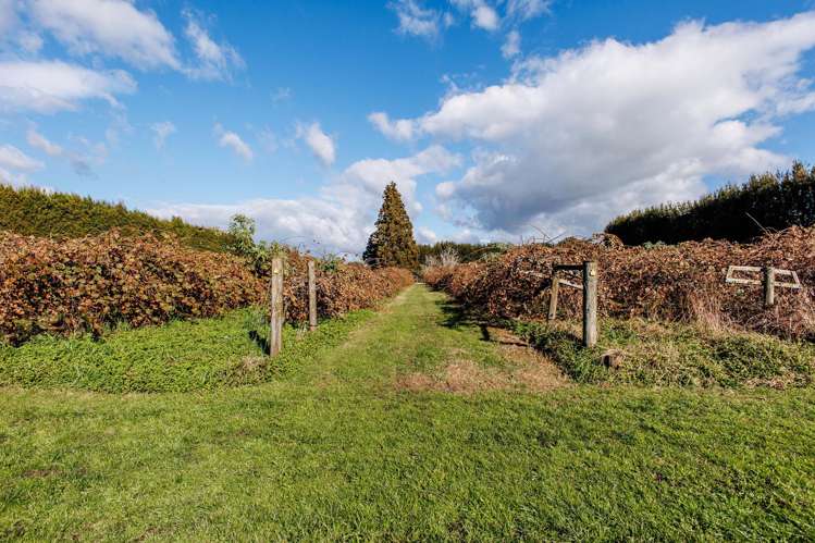 343 Western Drain Road Edgecumbe_33