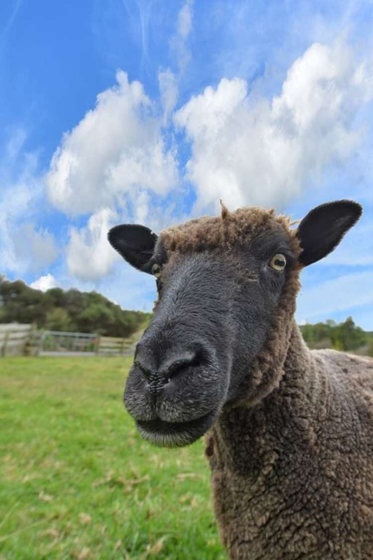 634 Crane Road Kauri_9