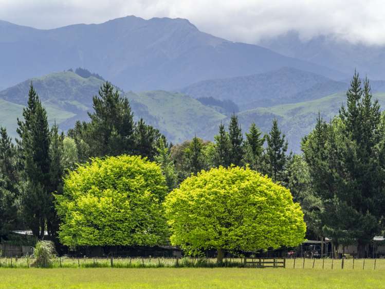 East Taratahi Road Carterton_6