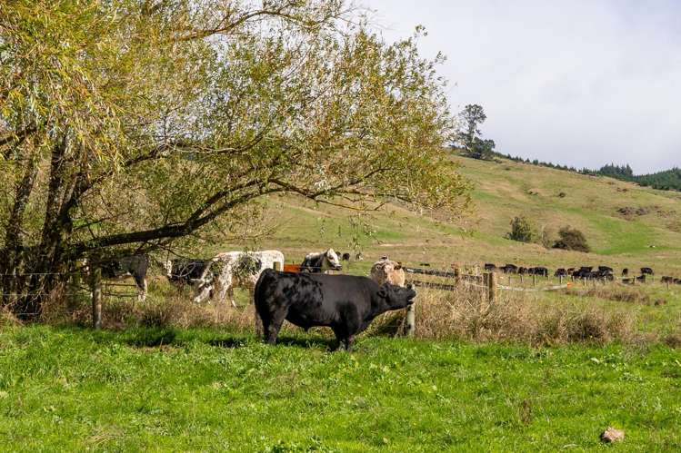 229 Teapot Valley Road Brightwater_20