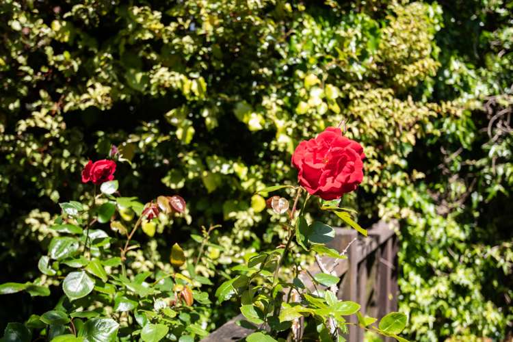 72 Churton Drive Churton Park_23