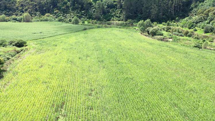 181b No 1 Road Te Puke_24